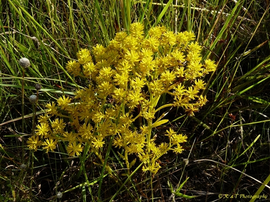 {Polygala ramosa}